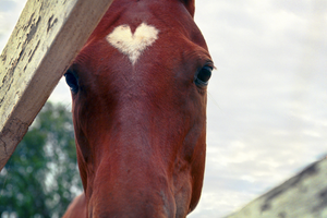 The Best Valentine’s Gifts for Your Horsey Friend