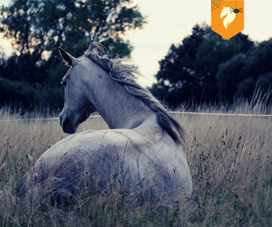 How To Prepare Your Horse Stables For Winter