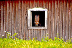 spring cleaning in your horse barn