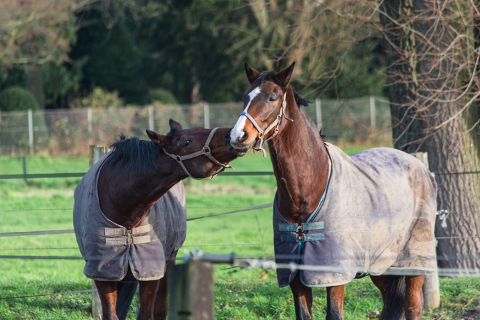 The Ultimate Guide to Horse Blankets