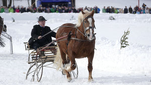 How To Enjoy Horse Riding in The Winter