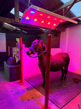 horse under solarium