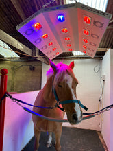 bay horse under solarium